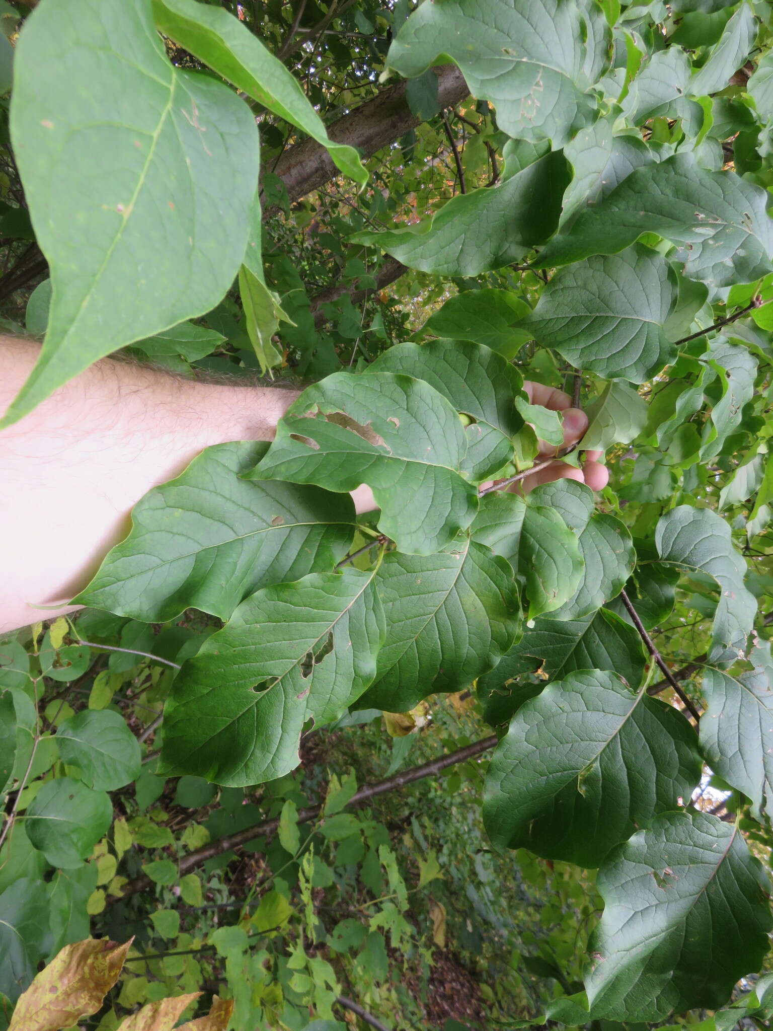 Image of Japanese Tree Lilac