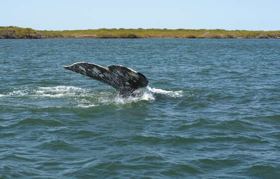 Image of gray whales