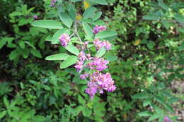 Sivun Desmodium jaliscanum S. Watson kuva