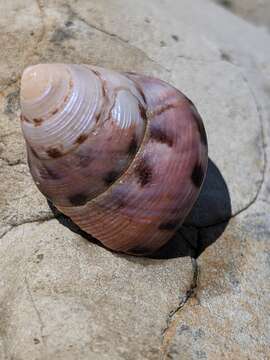 Image of Calliostoma gloriosum Dall 1871