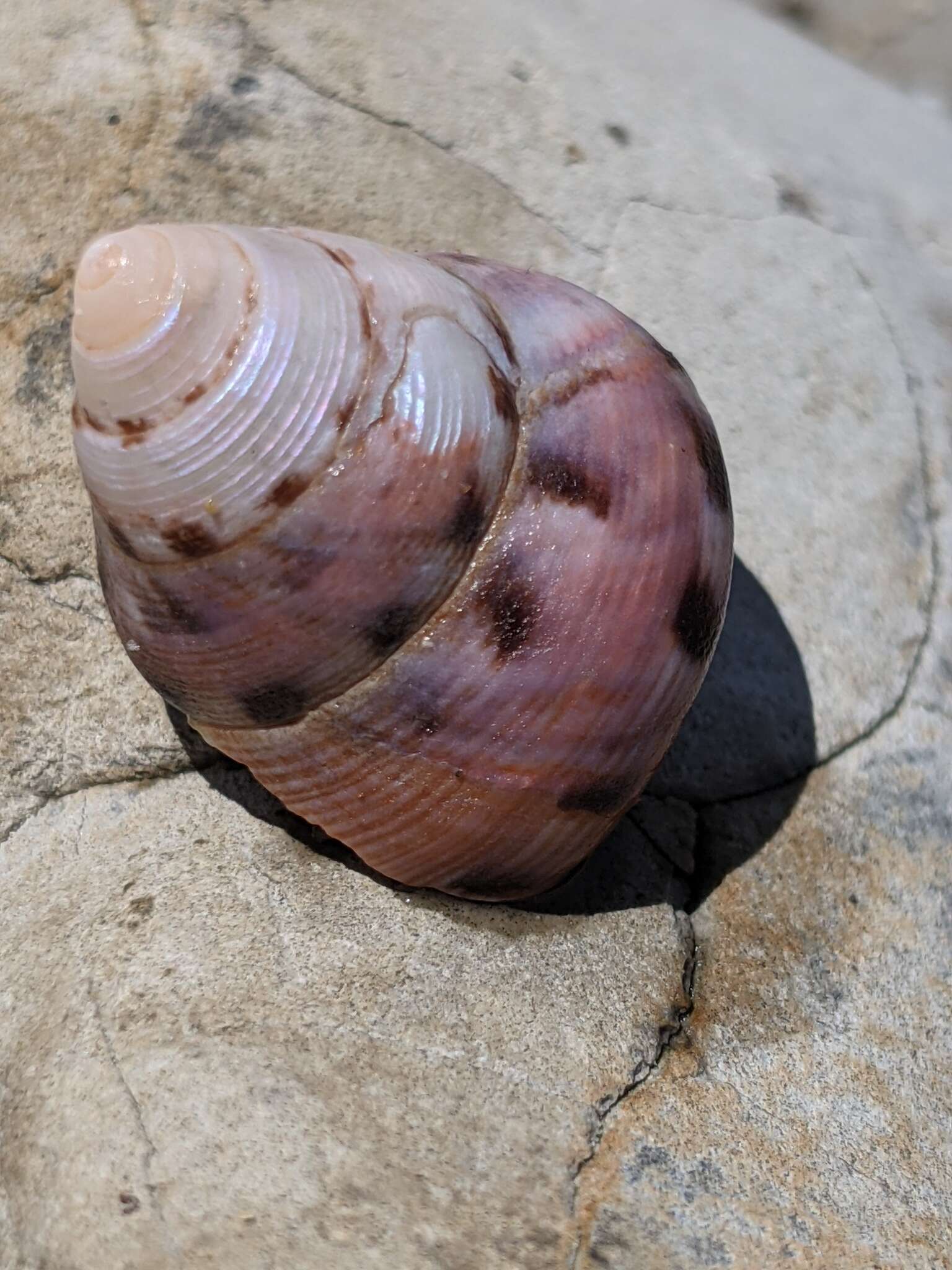 Image of Calliostoma gloriosum Dall 1871