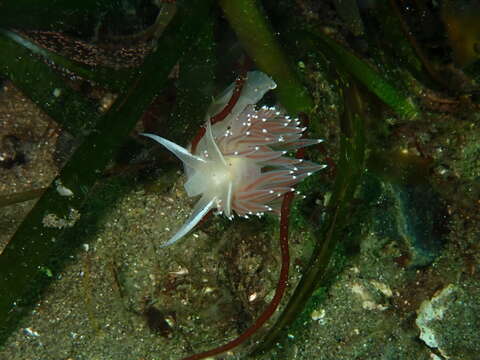 Coryphella trophina (Bergh 1890) resmi