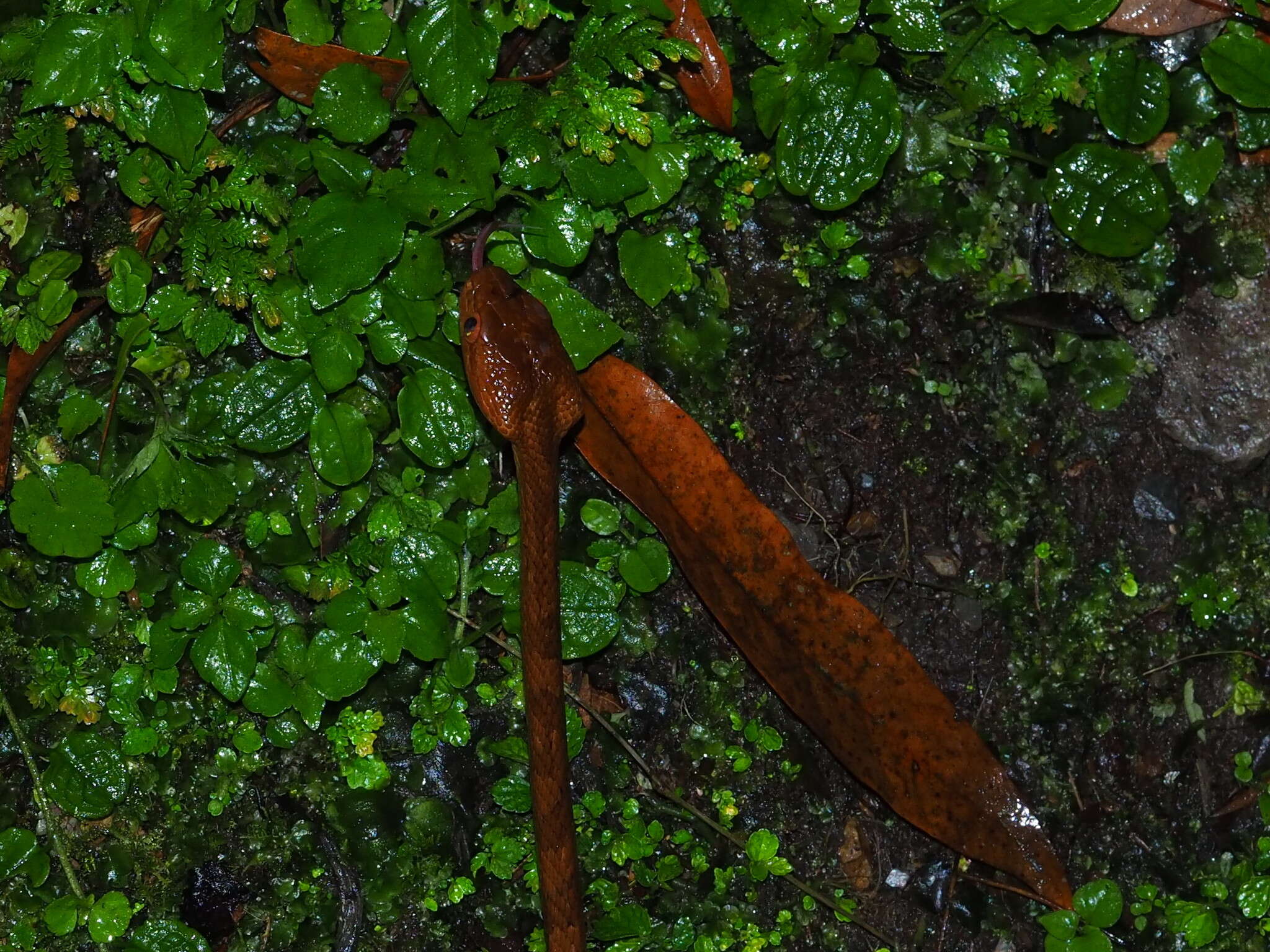 Image of Kelung Cat Snake