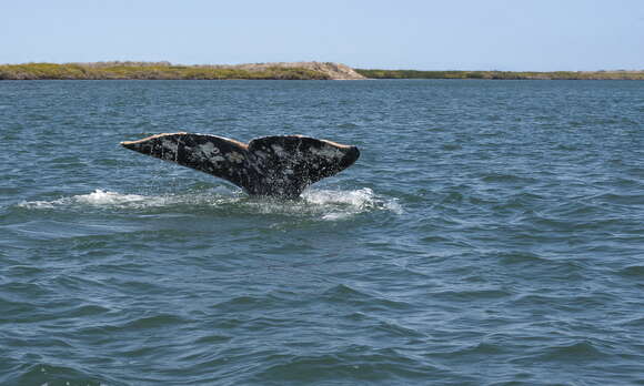 Image of gray whales