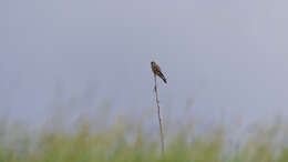 Image of kestrel, common kestrel