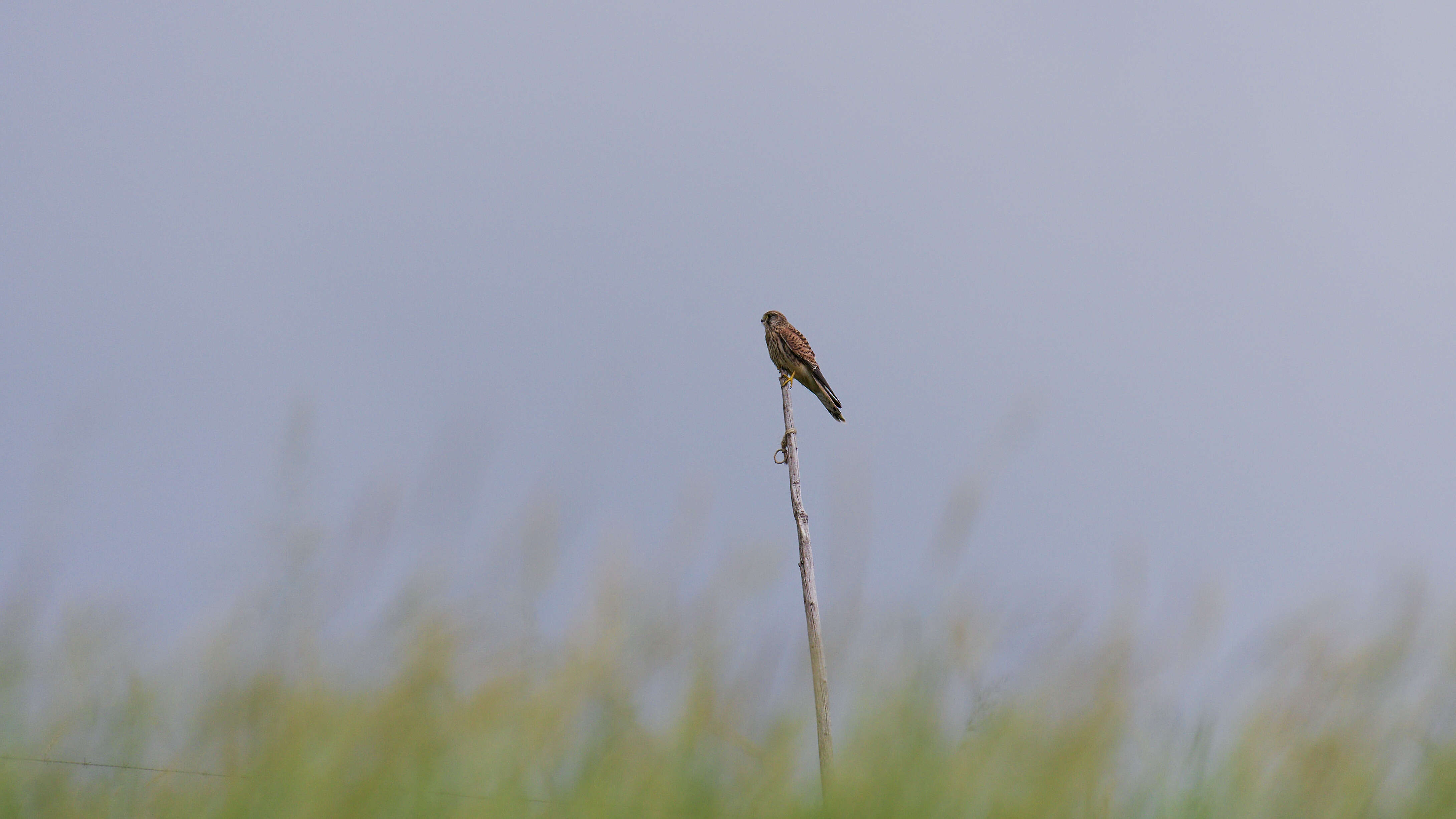 Image of kestrel, common kestrel