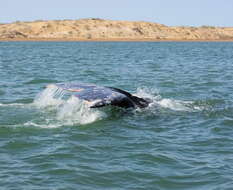 Image of gray whales