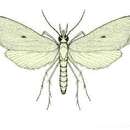 Image of Scirpophaga innotata Walker 1863
