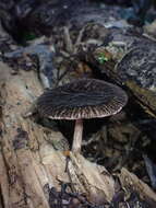 Image of Pluteus perroseus E. Horak 1983