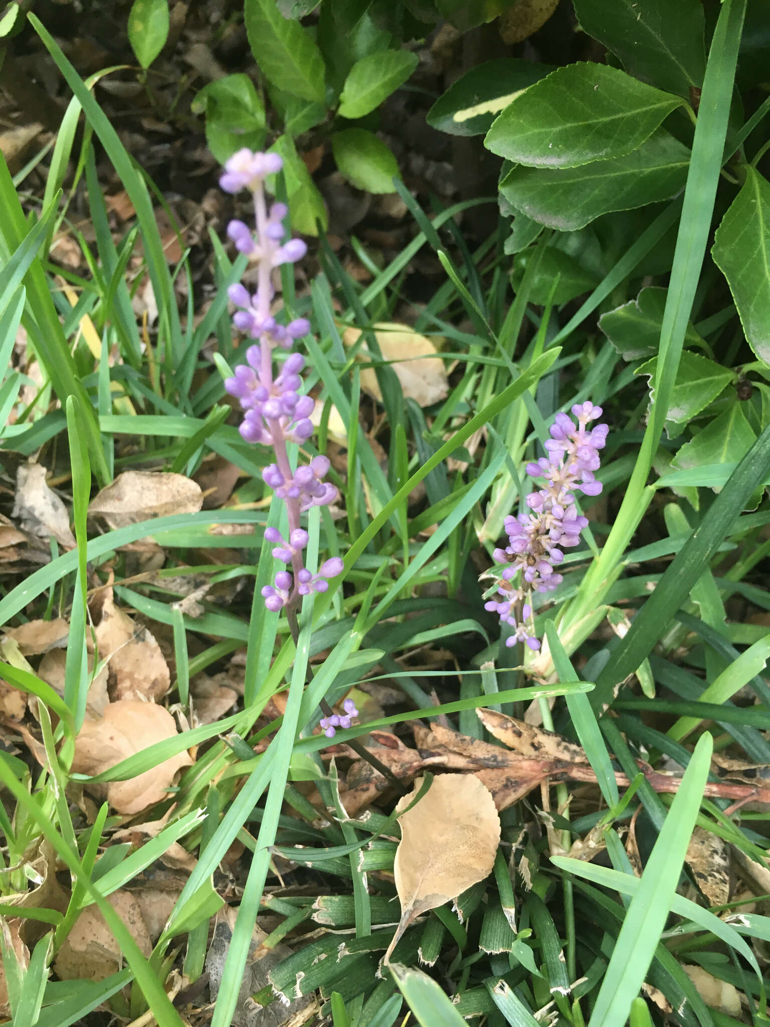 Image of Big blue lilyturf'