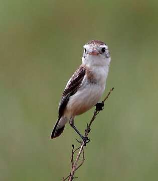 Image of Cock-tailed Tyrant