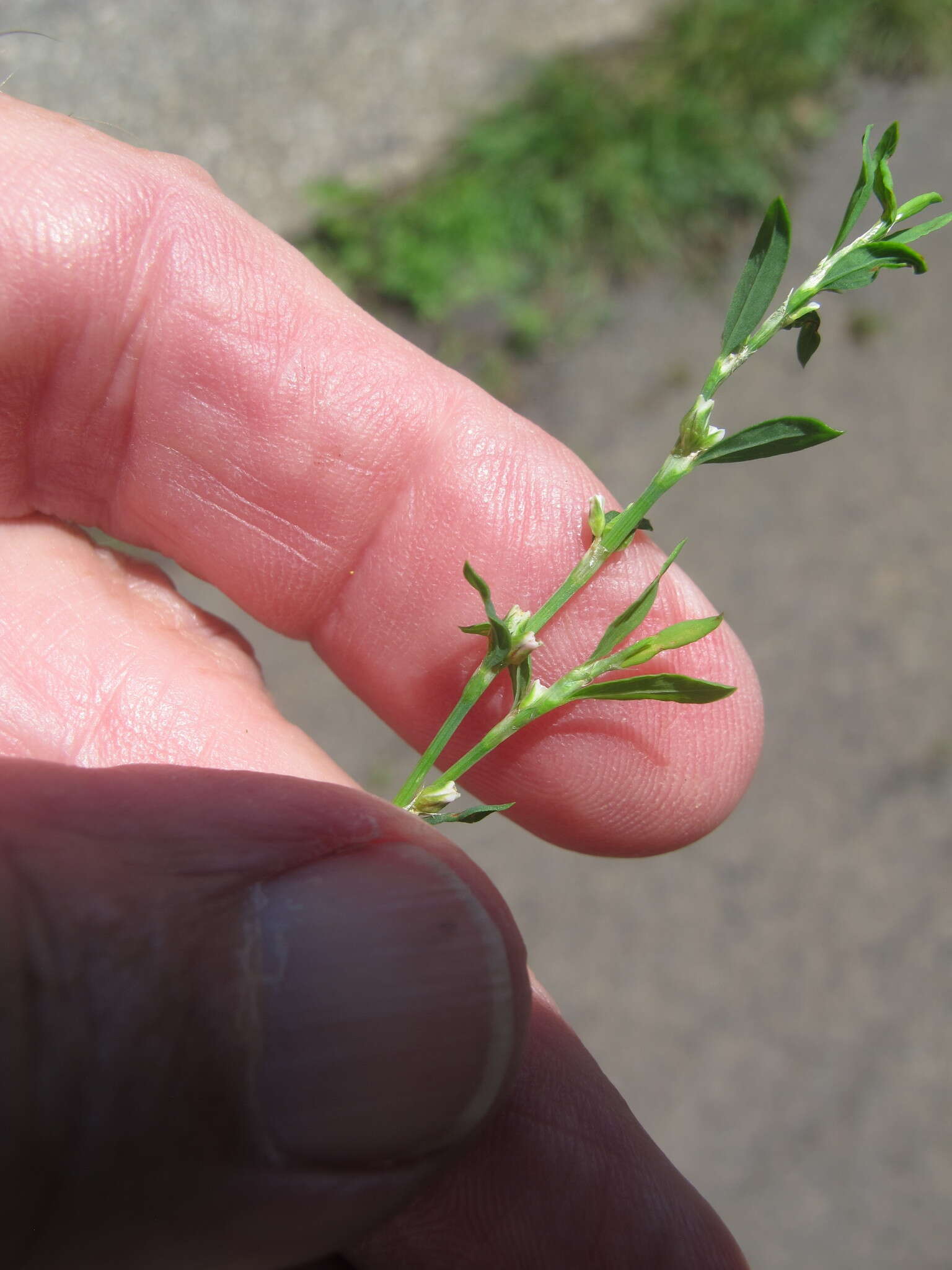 Image of bushy knotweed