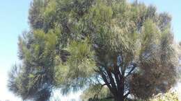 Imagem de Allocasuarina verticillata (Lam.) L. A. S. Johnson