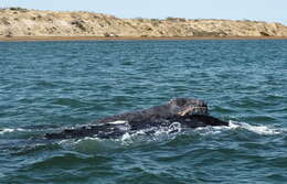 Image of gray whales