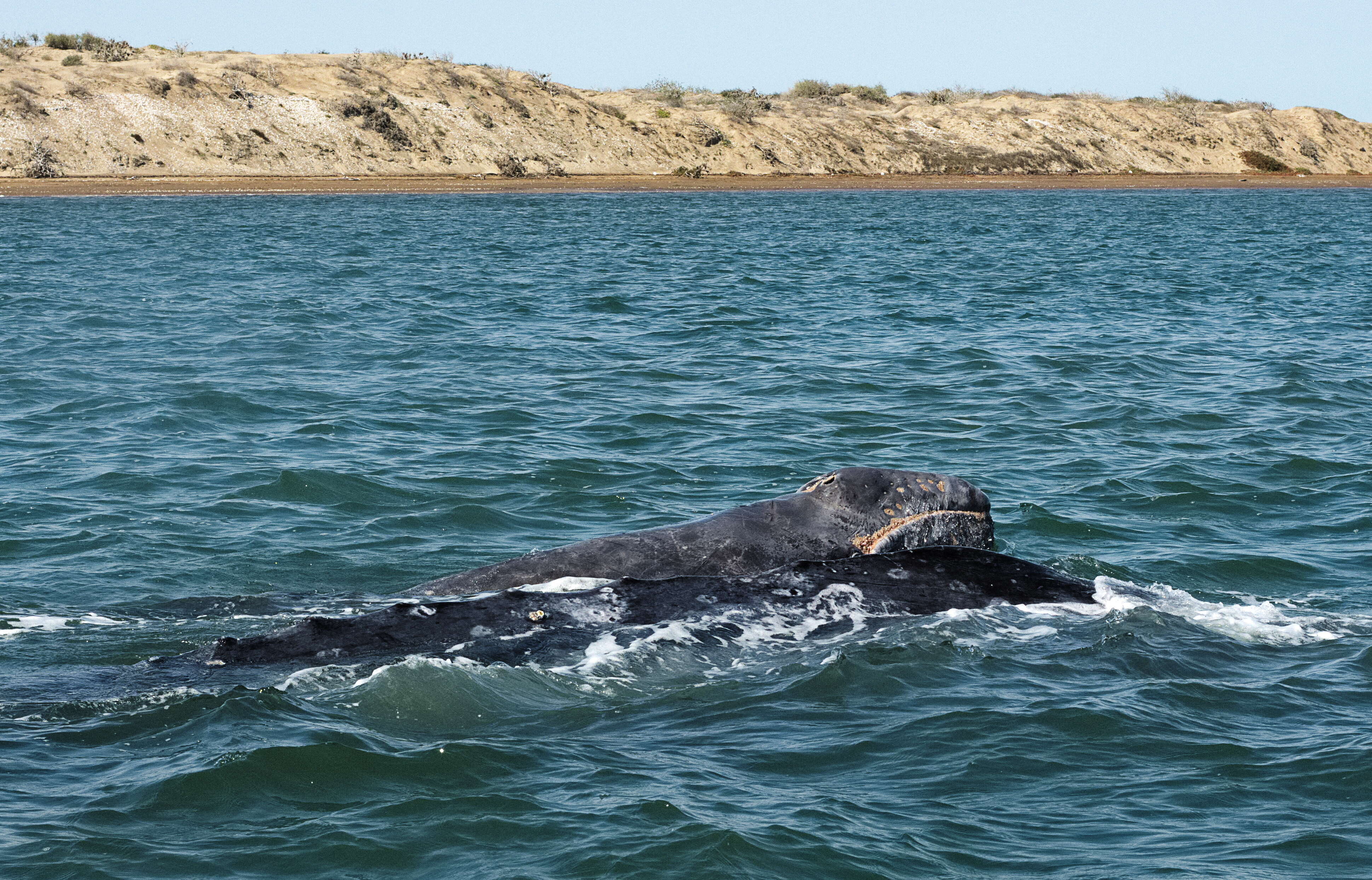 Image of gray whales