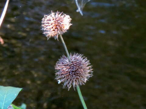 Leonotis nepetifolia (L.) R. Br. resmi