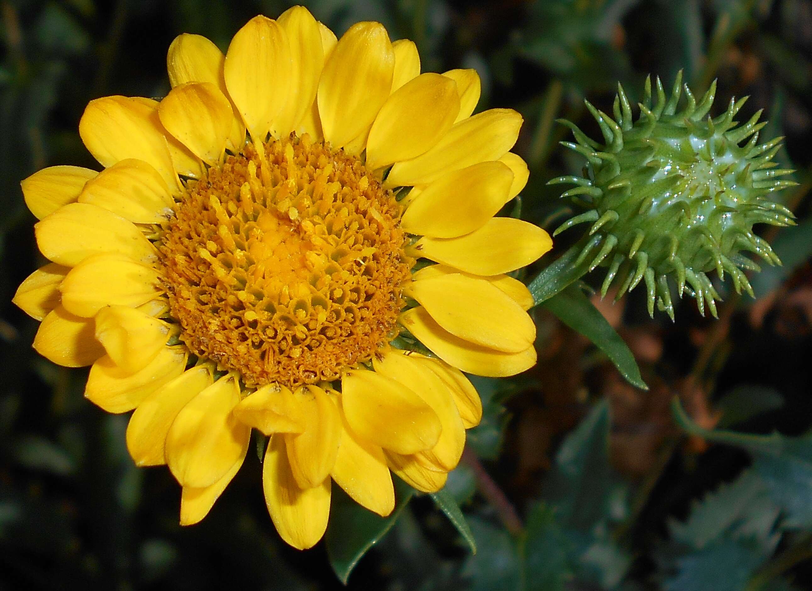 Image of Curly-cup gumweed