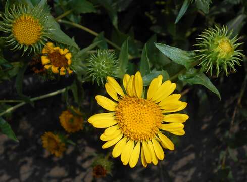 Image of Curly-cup gumweed