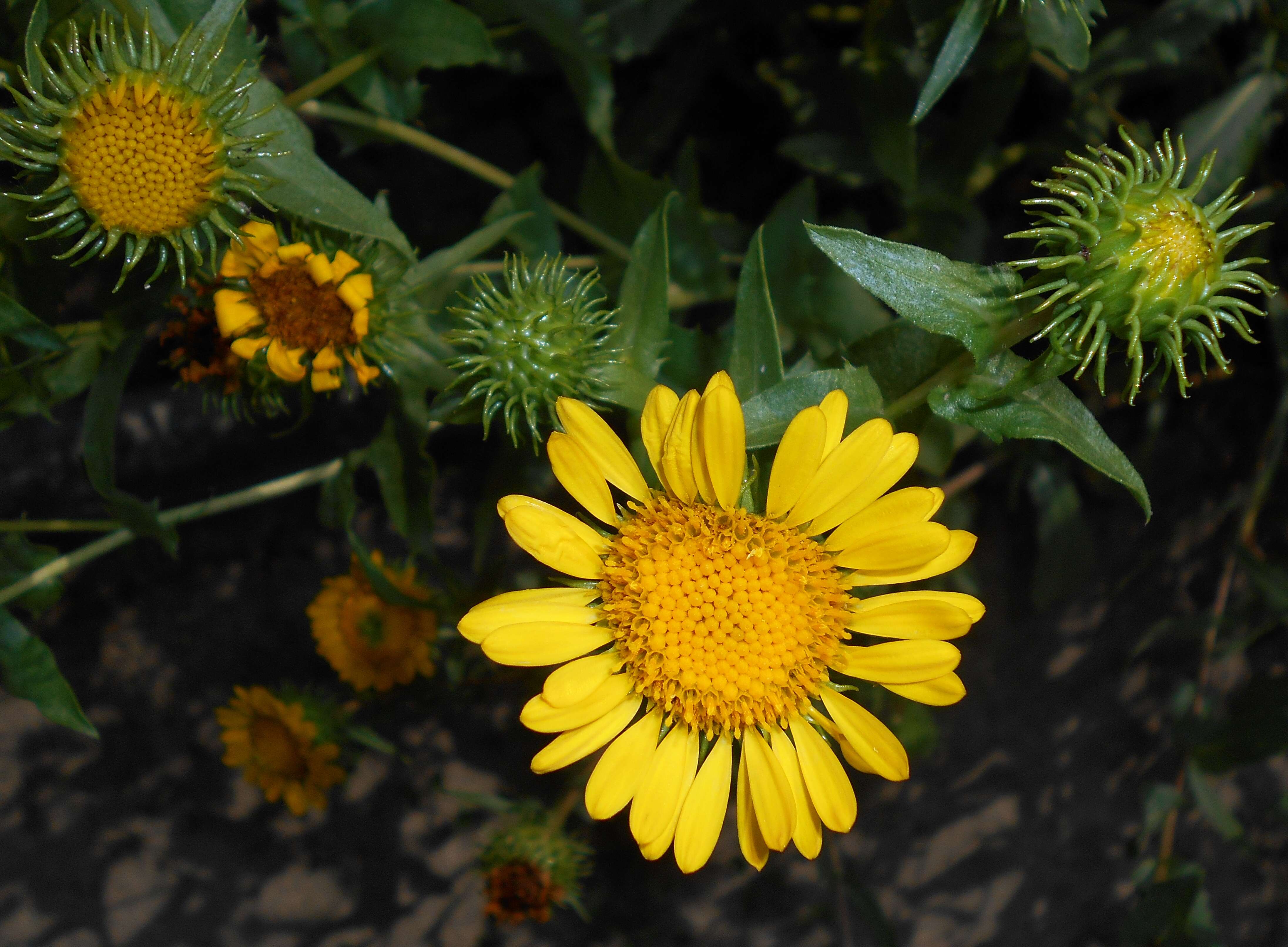 Image of Curly-cup gumweed