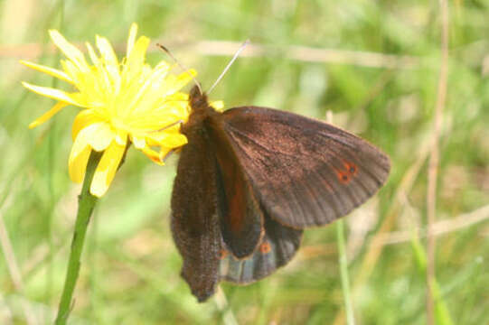 Image of <i>Erebia pronoe vergy</i>