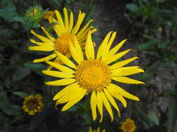 Image of Curly-cup gumweed