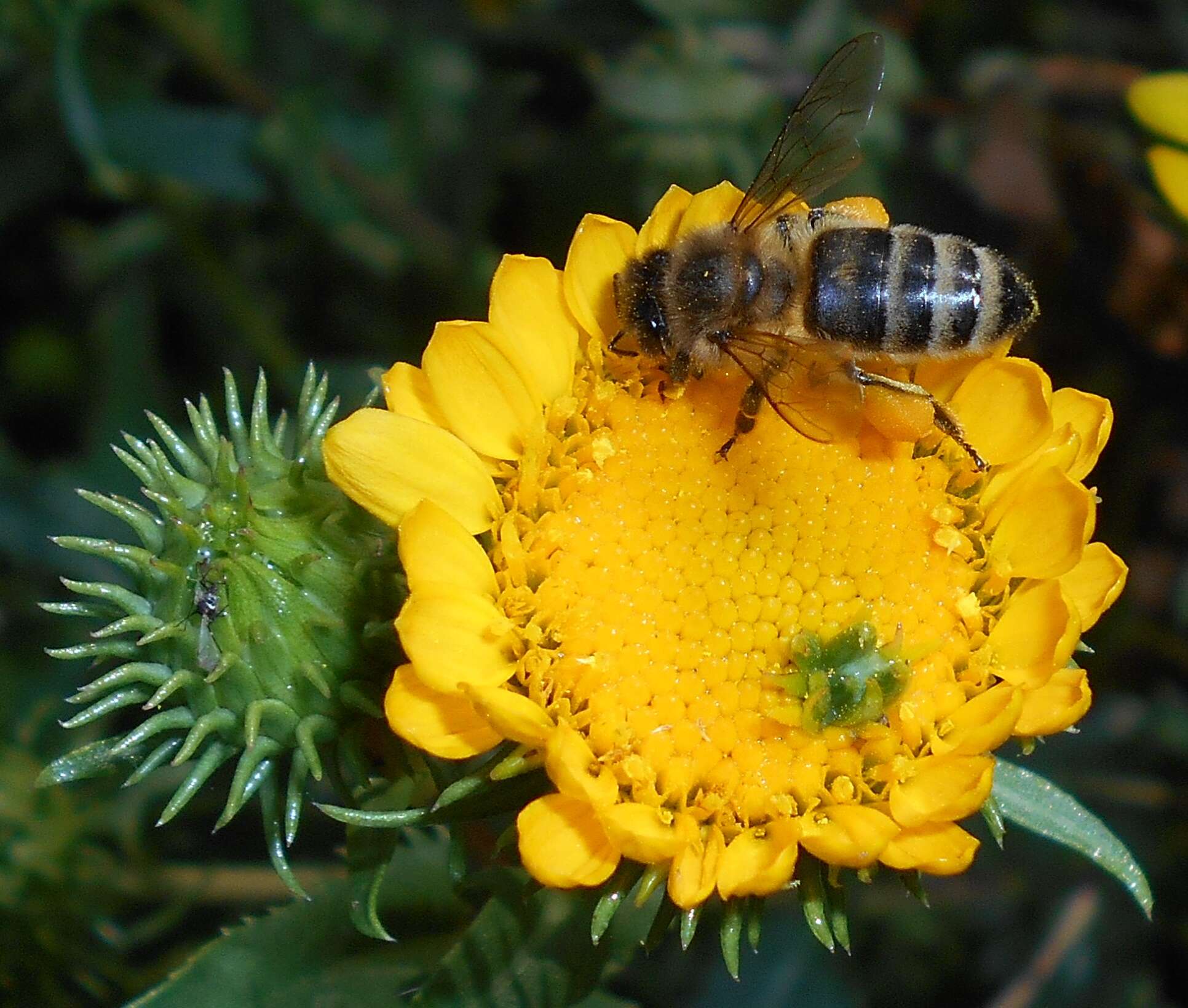 Image of Curly-cup gumweed