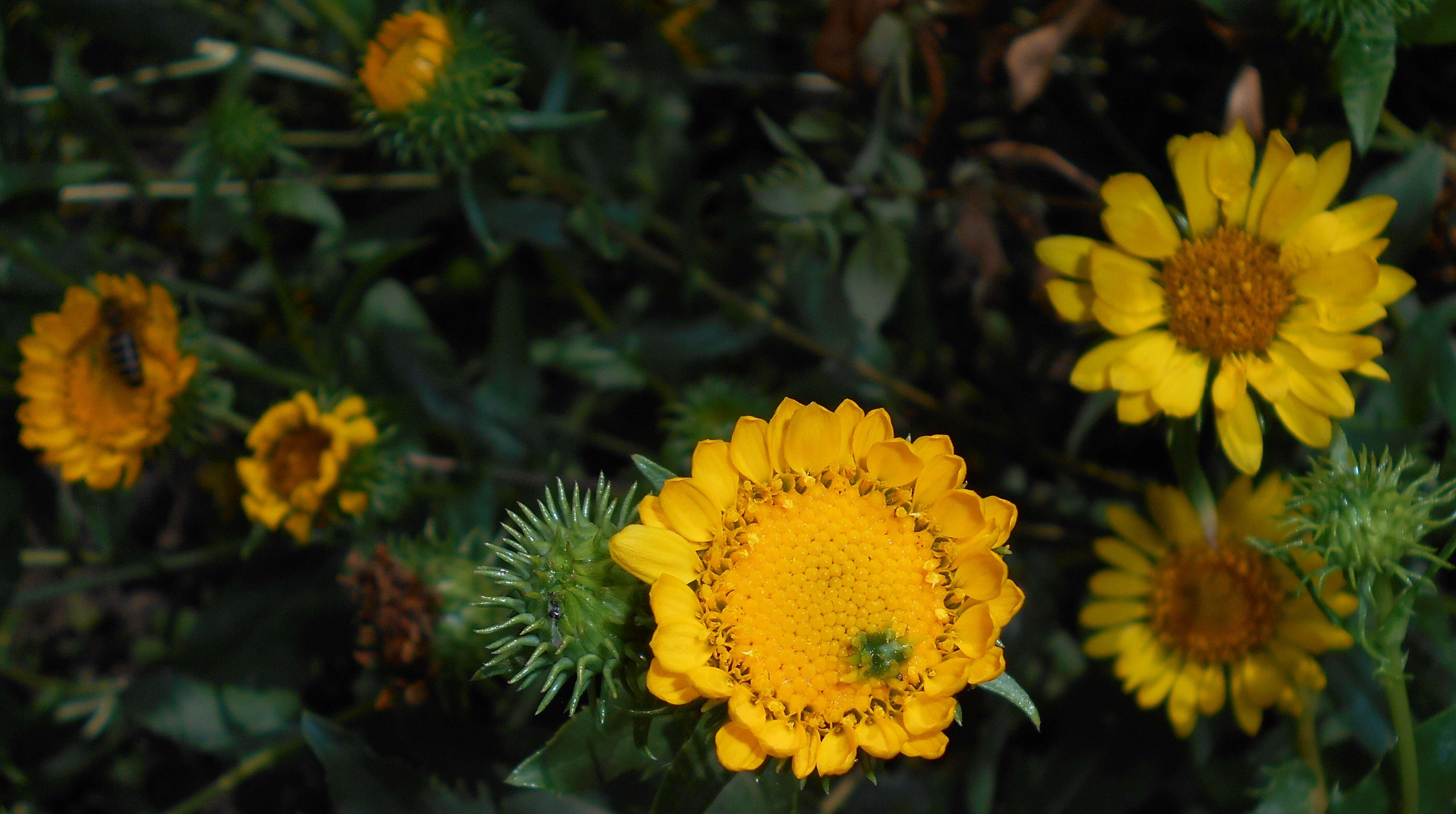 Image of Curly-cup gumweed