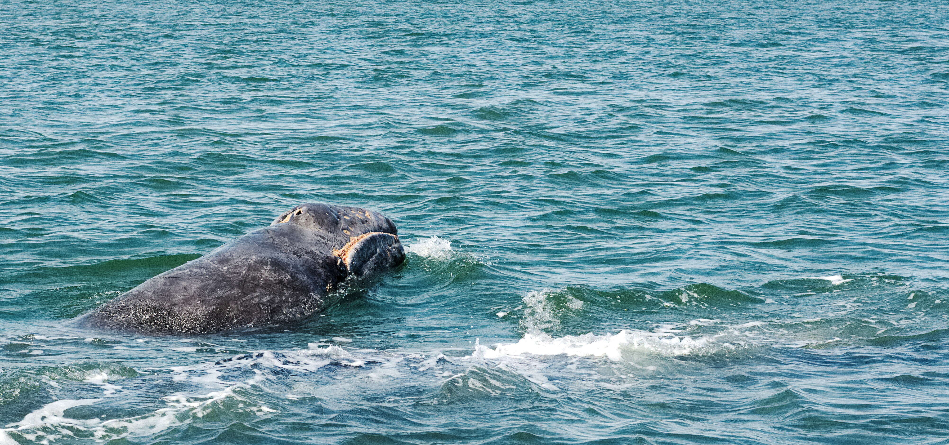 Image of gray whales