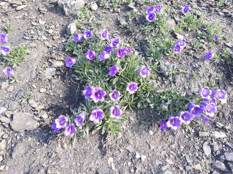 Image of Provence Bellflower