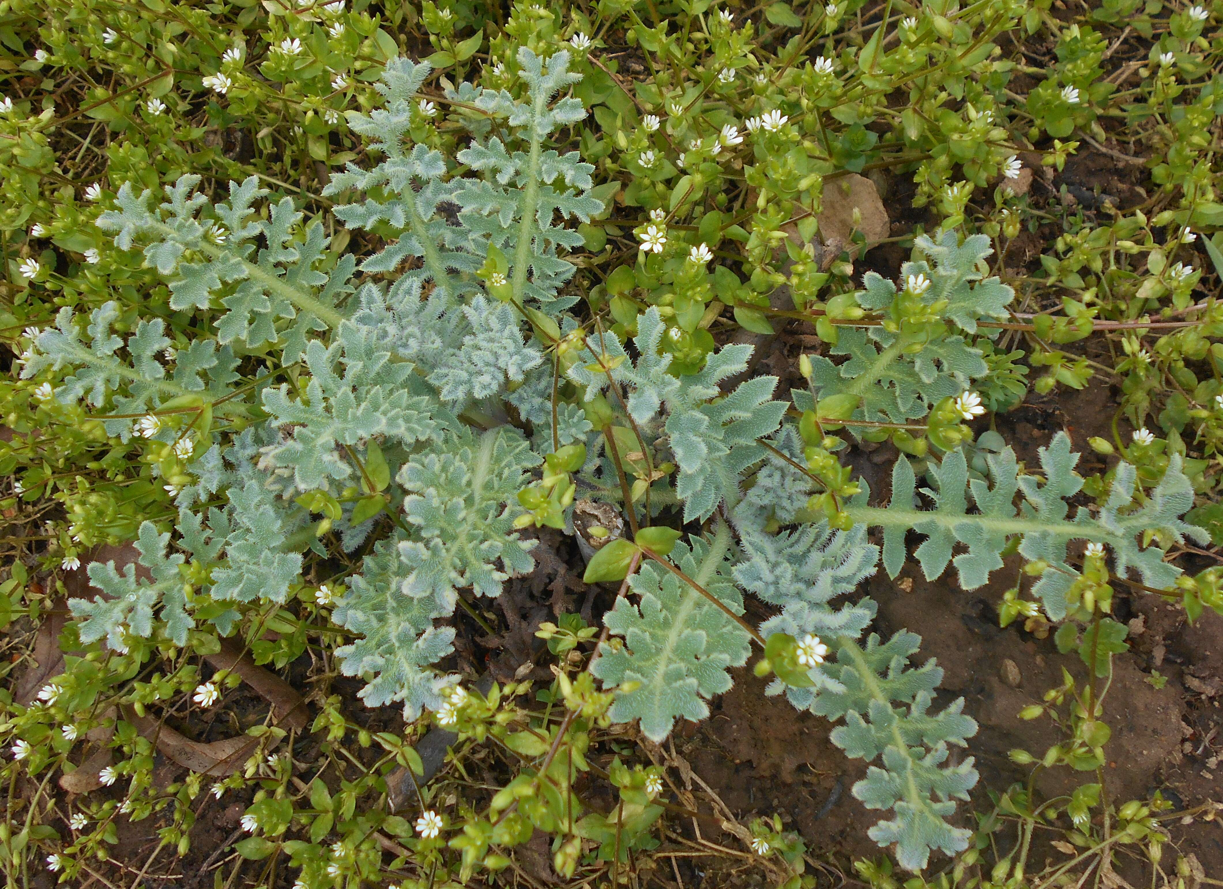 Image of common chickweed