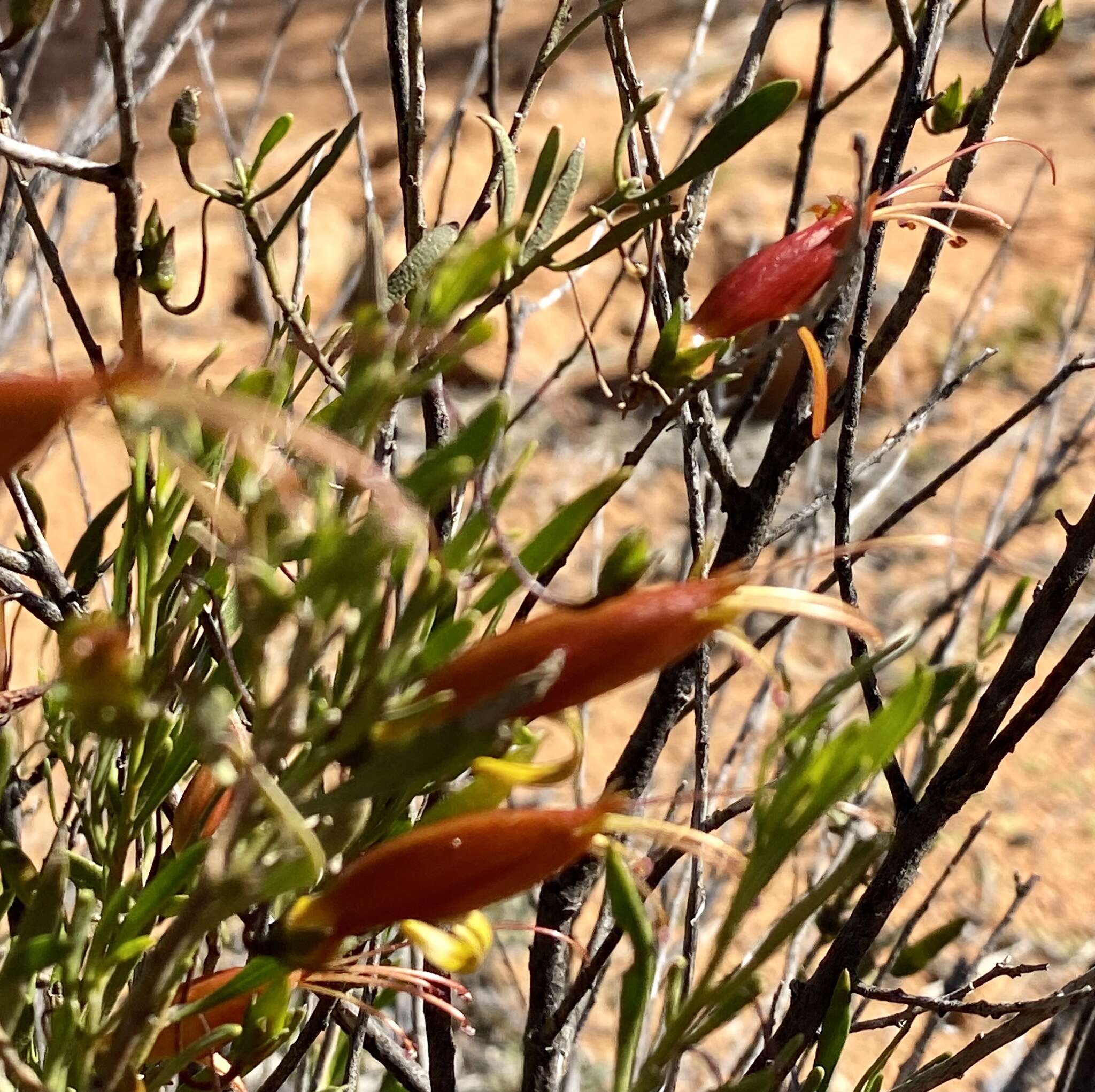 صورة Eremophila decipiens Ostenf.