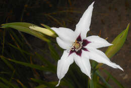 Plancia ëd Gladiolus murielae Kelway