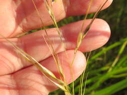 Image of Austrostipa eremophila (Reader) S. W. L. Jacobs & J. Everett