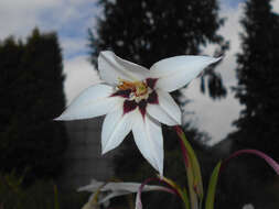 Plancia ëd Gladiolus murielae Kelway