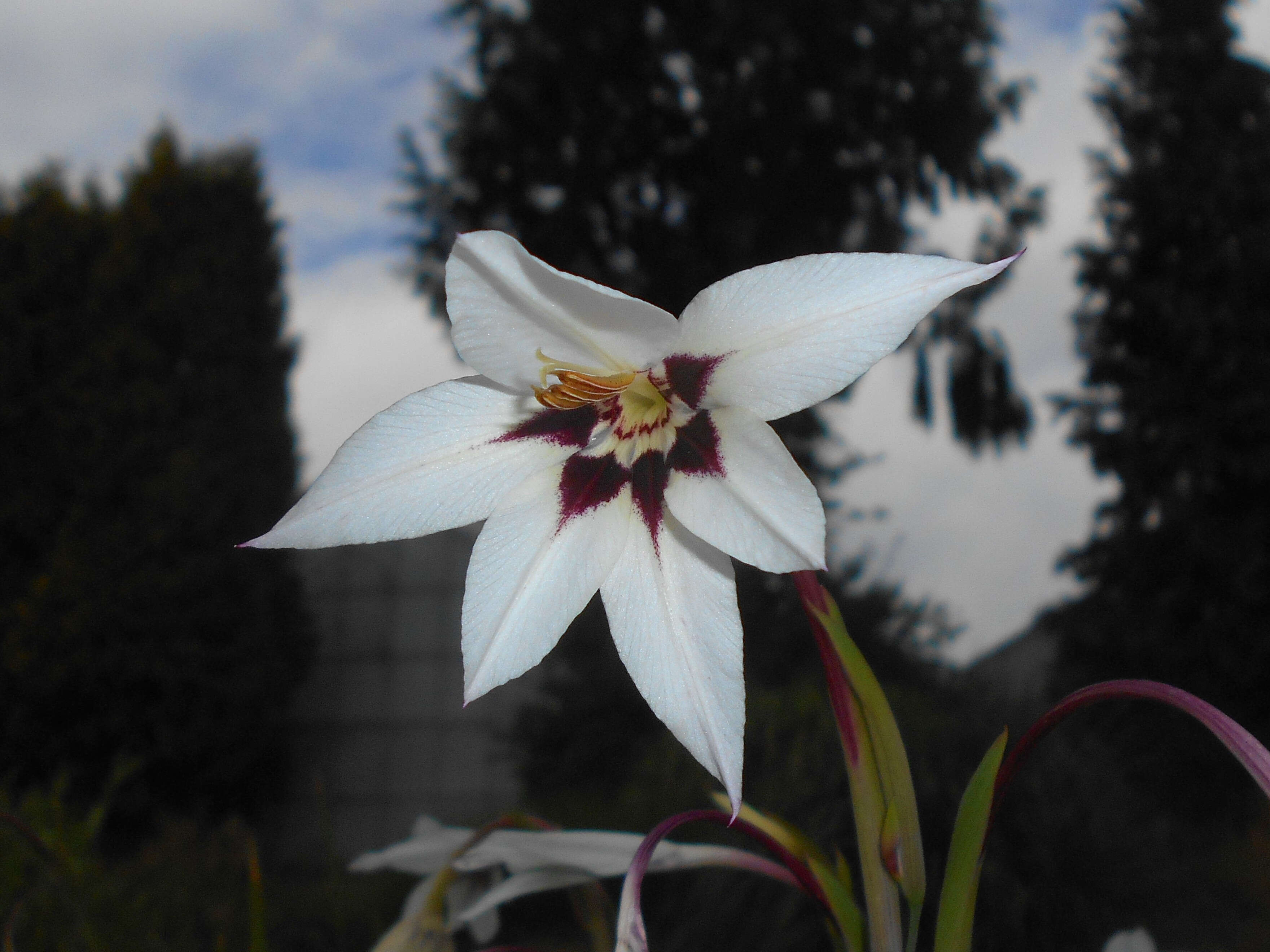 Image of Gladiolus murielae Kelway