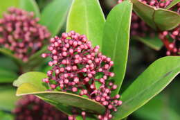 Imagem de Skimmia