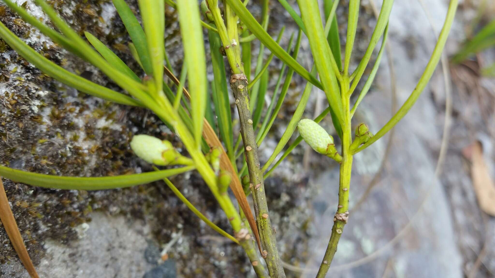 Image of Podocarpus capuronii de Laub.