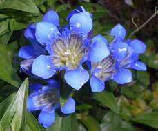 Image of crested gentian