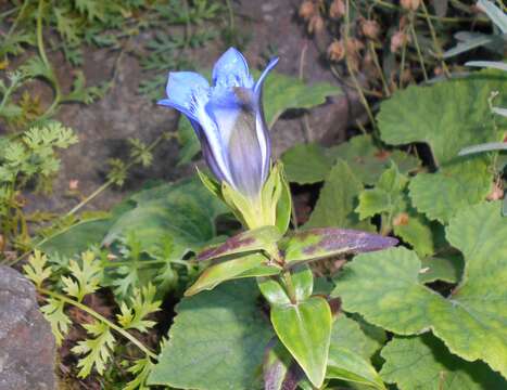 Image of crested gentian