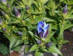 Image of crested gentian