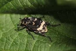 Image of Valgus hemipterus (Linnaeus 1758)