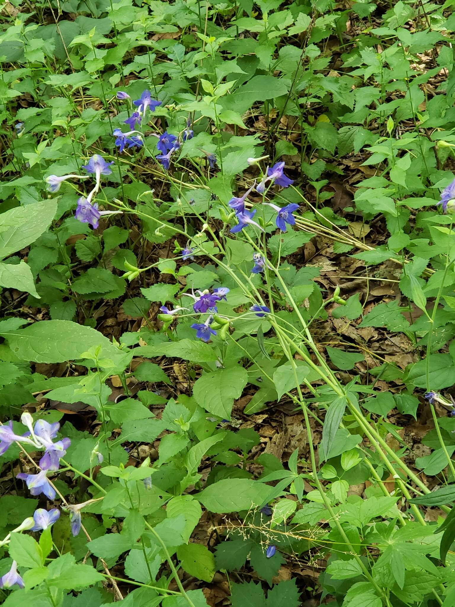 Plancia ëd Delphinium alabamicum R. Kral