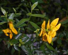 Imagem de Genista tinctoria L.