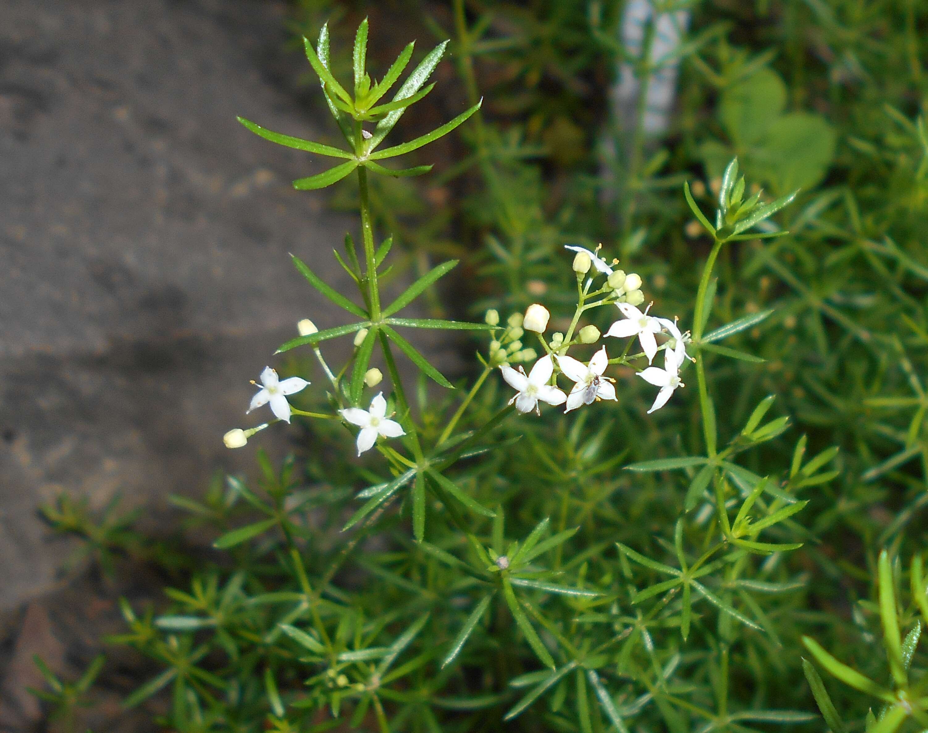 Plancia ëd Galium anisophyllon Vill.