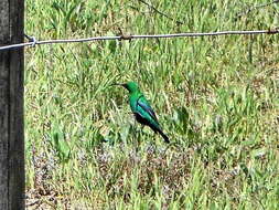 Nectarinia famosa famosa (Linnaeus 1766)的圖片