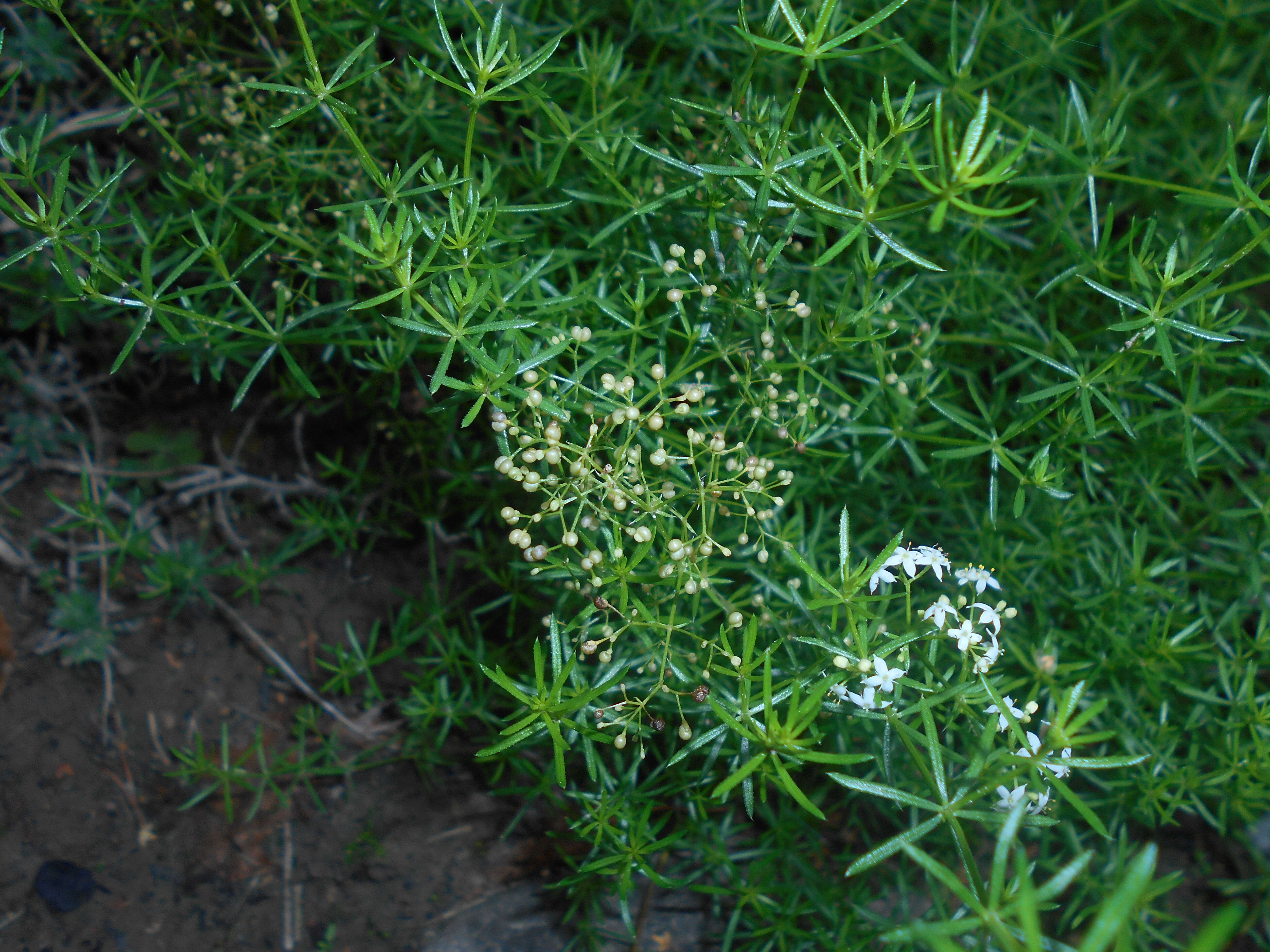 Plancia ëd Galium anisophyllon Vill.