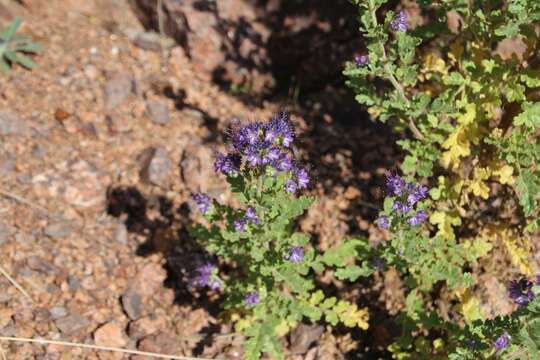 Phacelia bakeri (Brand) J. F. Macbr.的圖片