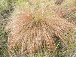 Image of Carex tenuiculmis (Petrie) Heenan & de Lange
