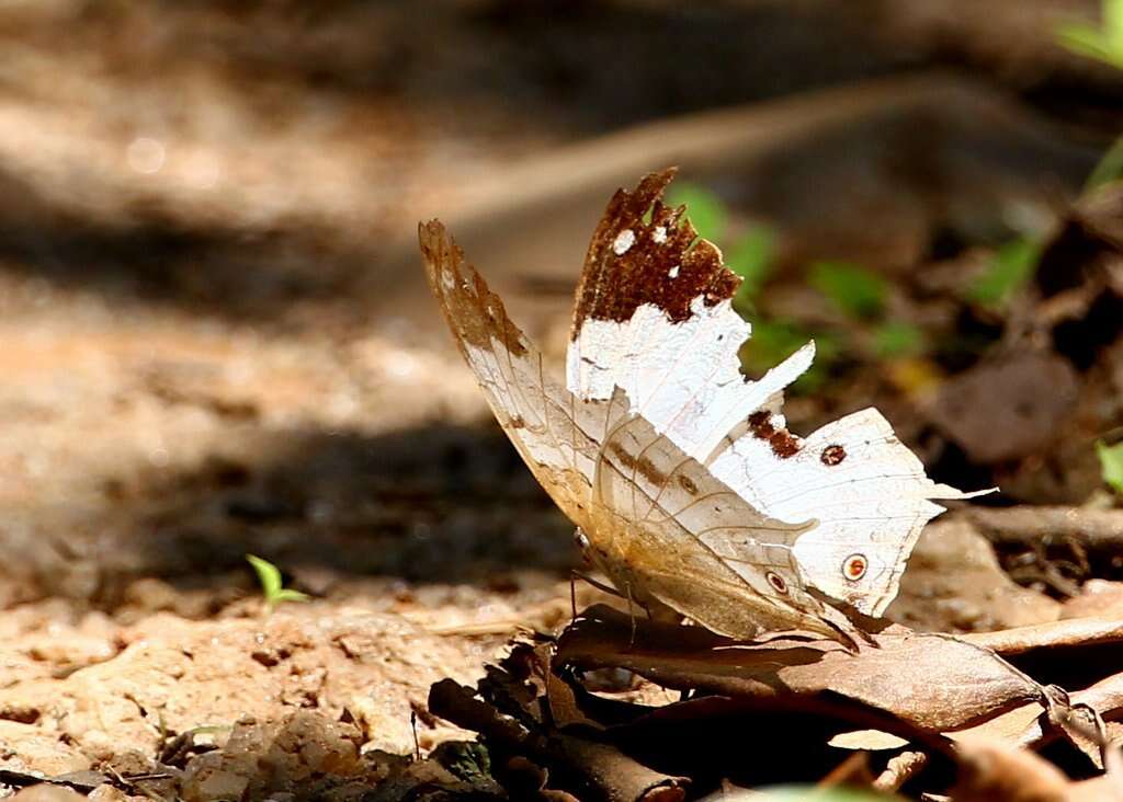 Image of Protogoniomorpha duprei (Vinson 1863)