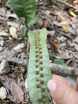 Neocheiropteris ensata (Thunb.) Ching resmi